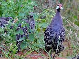 Attēlu rezultāti vaicājumam “Numida meleagris”