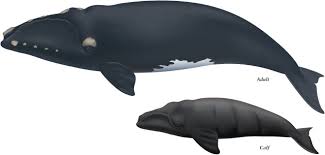 Image result for Eubalaena glacialis