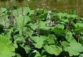 Attēlu rezultāti vaicājumam “Petasites spurius”