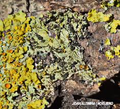 Attēlu rezultāti vaicājumam “Xanthoriicola physciae”