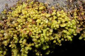 Attēlu rezultāti vaicājumam “Scapania”