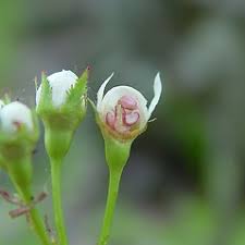 Attēlu rezultāti vaicājumam “Crataegus macracantha flower”