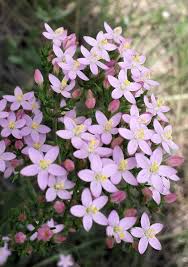 Image result for Centaurium erythraea