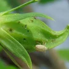 Attēlu rezultāti vaicājumam “Anthyllis maritima bud”