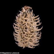 Attēlu rezultāti vaicājumam “Torilis japonica fruit”