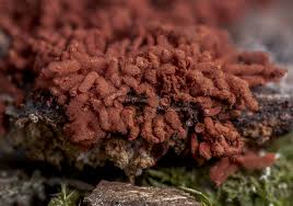 Attēlu rezultāti vaicājumam “Arcyria affinis capillitium”