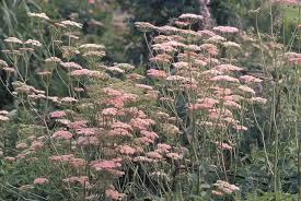 Image result for Pimpinella major