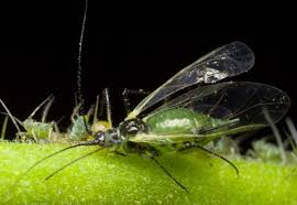 Attēlu rezultāti vaicājumam “Macrosiphoniella millefolii”