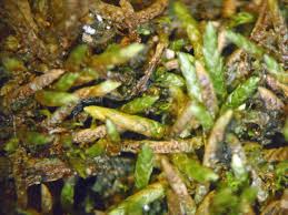 Attēlu rezultāti vaicājumam “Myurella julacea”