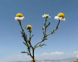 Attēlu rezultāti vaicājumam “Matricaria chamomilla flower”