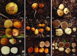 Attēlu rezultāti vaicājumam “Rhizopogon luteolus”