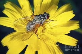 Attēlu rezultāti vaicājumam “Musca domestica”