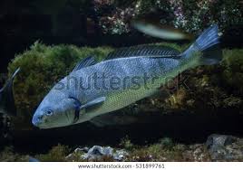 Image result for Umbrina cirrosa