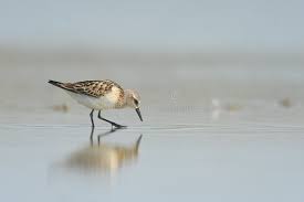 Attēlu rezultāti vaicājumam “Calidris minuta”