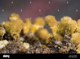 Attēlu rezultāti vaicājumam “Hemitrichia calyculata young”