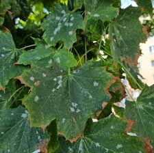 Attēlu rezultāti vaicājumam “Sawadaea tulasnei”