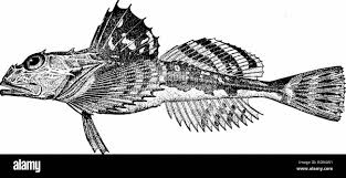 Image result for Myoxocephalus quadricornis