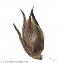 Attēlu rezultāti vaicājumam “Juncus capitatus”