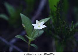 Attēlu rezultāti vaicājumam “Trientalis europaea leaf”