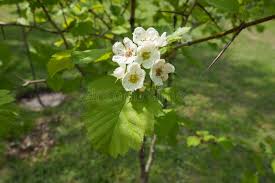 Attēlu rezultāti vaicājumam “Crataegus submollis flower”
