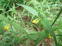 Attēlu rezultāti vaicājumam “Melampyrum sylvaticum”