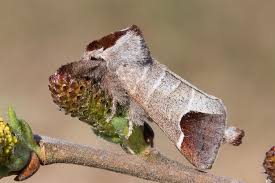 Attēlu rezultāti vaicājumam “Clostera curtula”