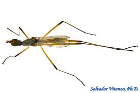 Attēlu rezultāti vaicājumam “Micropezidae”