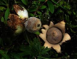 Attēlu rezultāti vaicājumam “Geastrum minimum”