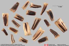 Attēlu rezultāti vaicājumam “Tripleurospermum inodorum flower”