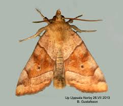 Attēlu rezultāti vaicājumam “Cosmia trapezina”