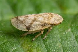 Attēlu rezultāti vaicājumam “Aphrophoridae imago”