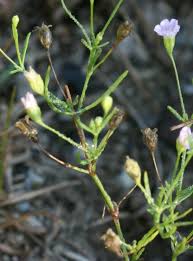 Attēlu rezultāti vaicājumam “Gypsophila muralis flower”