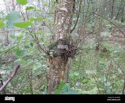 Attēlu rezultāti vaicājumam “Taphrina betulina”