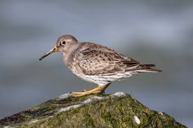 Attēlu rezultāti vaicājumam “Calidris maritima adult”