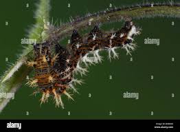 Attēlu rezultāti vaicājumam “Polygonia c-album larva”