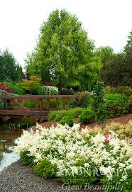 Image result for Astilbe