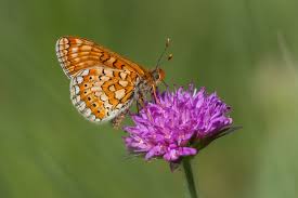 Attēlu rezultāti vaicājumam “Euphydryas maturna upperside”