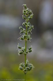 Attēlu rezultāti vaicājumam “Silene otites fruit”