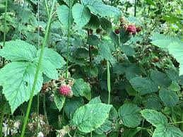 Attēlu rezultāti vaicājumam “Rubus idaeus”