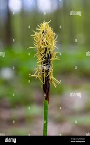 Attēlu rezultāti vaicājumam “Carex pilosa flower”