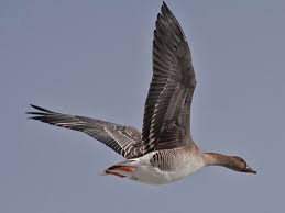 Image result for Anser fabalis