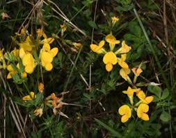 Attēlu rezultāti vaicājumam “Lotus corniculatus flower”