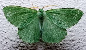 Attēlu rezultāti vaicājumam “Geometra papilionaria”