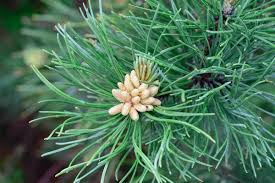 Attēlu rezultāti vaicājumam “Pinus mugo male flower”