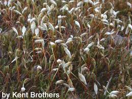 Attēlu rezultāti vaicājumam “Palustriella commutata sporophyte”