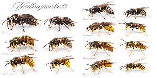 Attēlu rezultāti vaicājumam “Vespula germanica male”