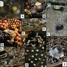 Attēlu rezultāti vaicājumam “Craterium aureonucleatum spores”