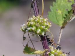 Attēlu rezultāti vaicājumam “Cuscuta europaea fruit”