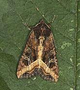 Attēlu rezultāti vaicājumam “Celaena leucostigma”