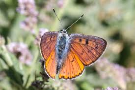 Attēlu rezultāti vaicājumam “Lycaena alciphron female”